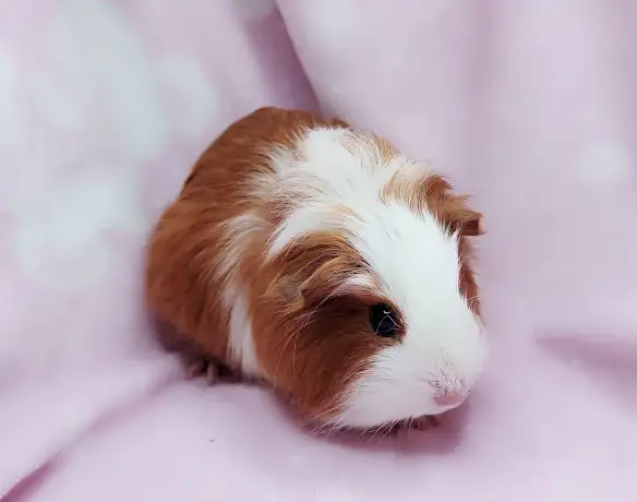 cochon d'inde poil lisse caramel et blanc