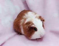 cochon d'inde poil lisse caramel et blanc