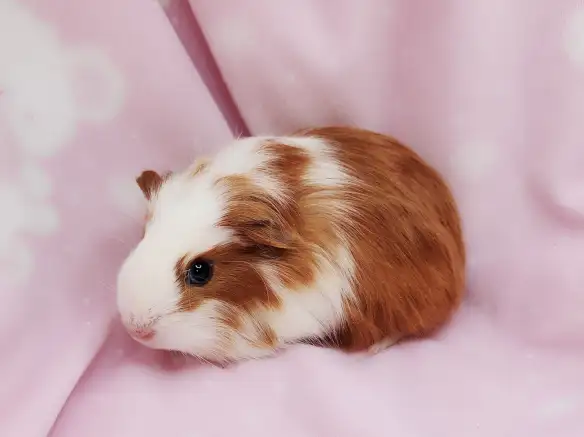 cochon d'inde poil lisse caramel et blanc - Photo 2