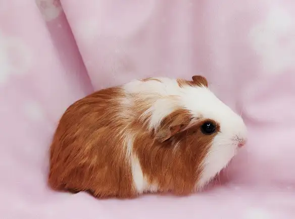 cochon d'inde poil lisse caramel et blanc - Photo 3