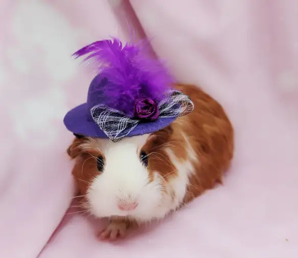 cochon d'inde poil lisse caramel et blanc - Photo 4