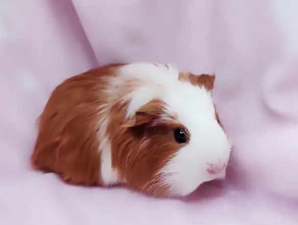 cochon d'inde poil lisse caramel et blanc - Photo 5