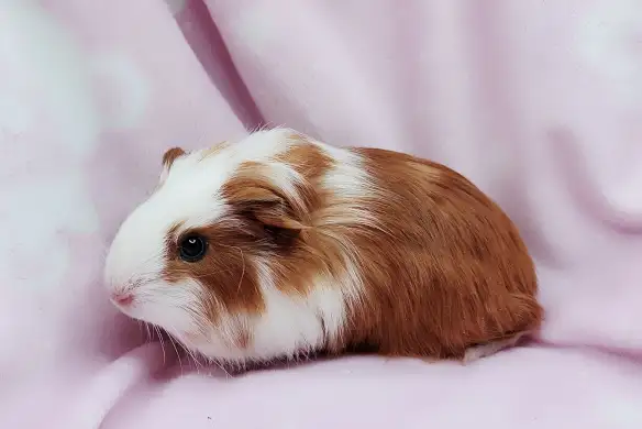 cochon d'inde poil lisse caramel et blanc - Photo 6