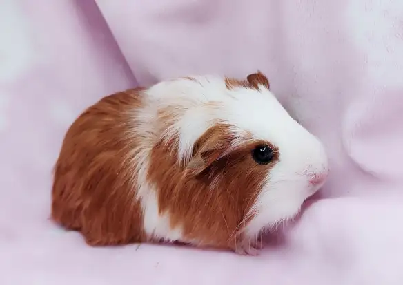 cochon d'inde poil lisse caramel et blanc - Photo 7