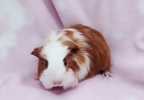 cochon d'inde poil lisse caramel et blanc - Photo 8