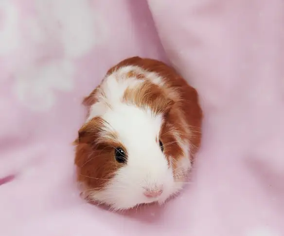 cochon d'inde poil lisse caramel et blanc - Photo 9