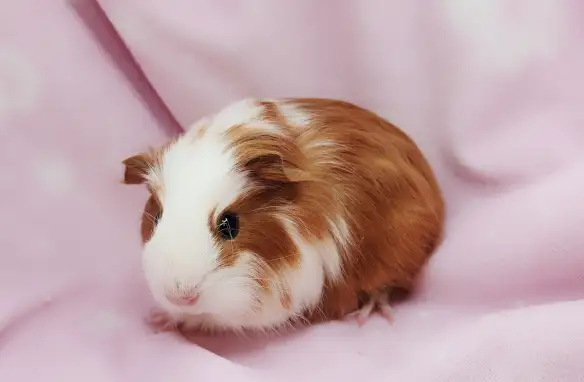 cochon d'inde poil lisse caramel et blanc - Photo 10