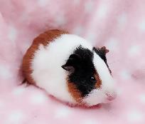 cochon d'inde poil lisse