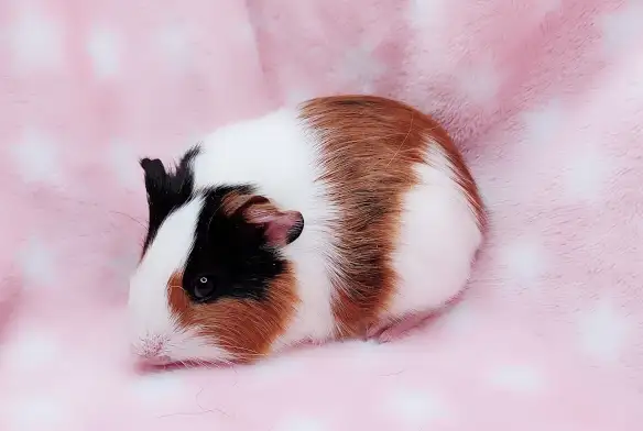 cochon d'inde poil lisse - Photo 8