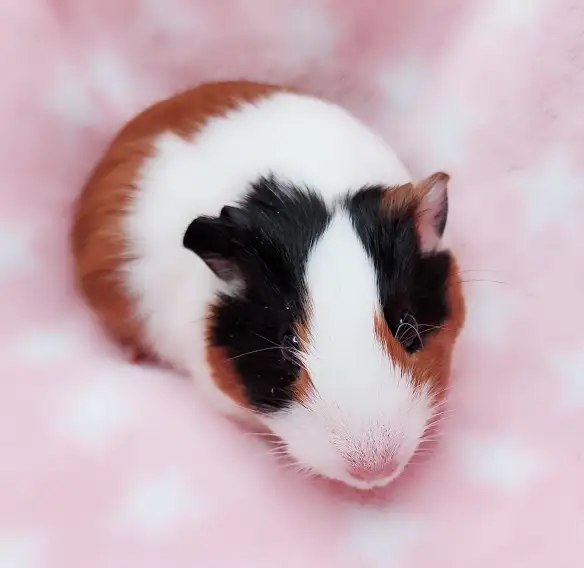 cochon d'inde poil lisse - Photo 9