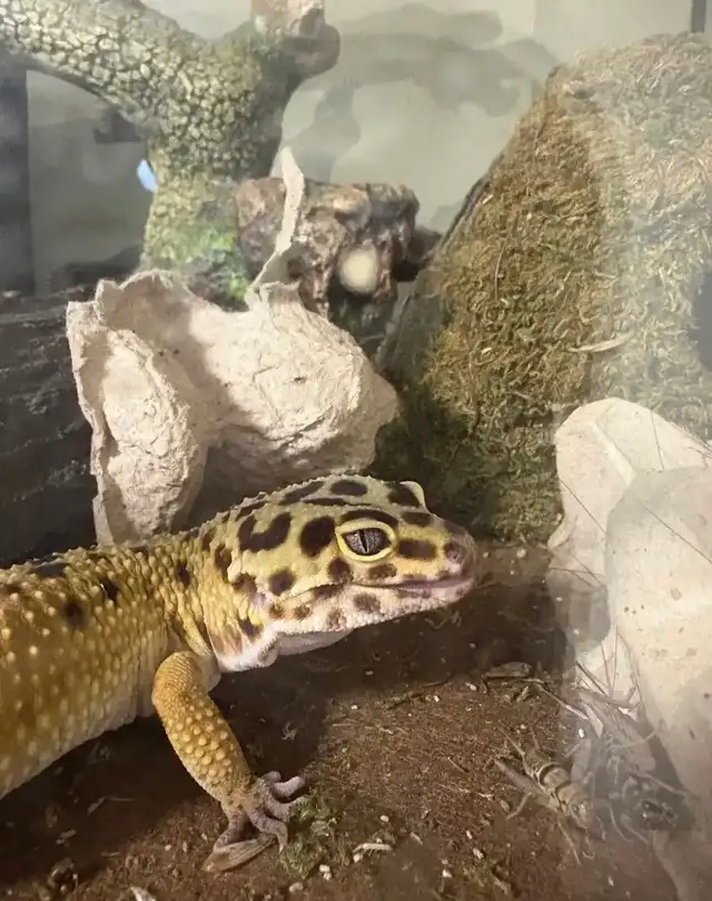 Leopard gecko - Photo 2