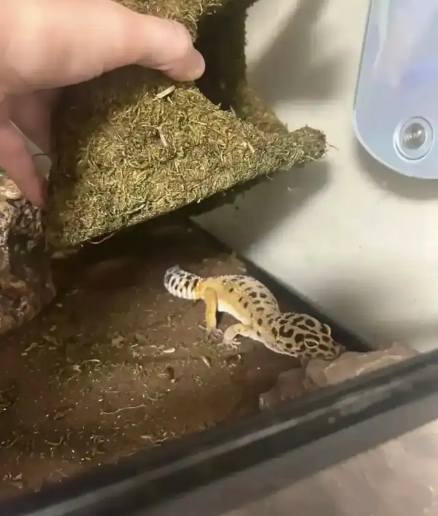 Leopard gecko - Photo 3