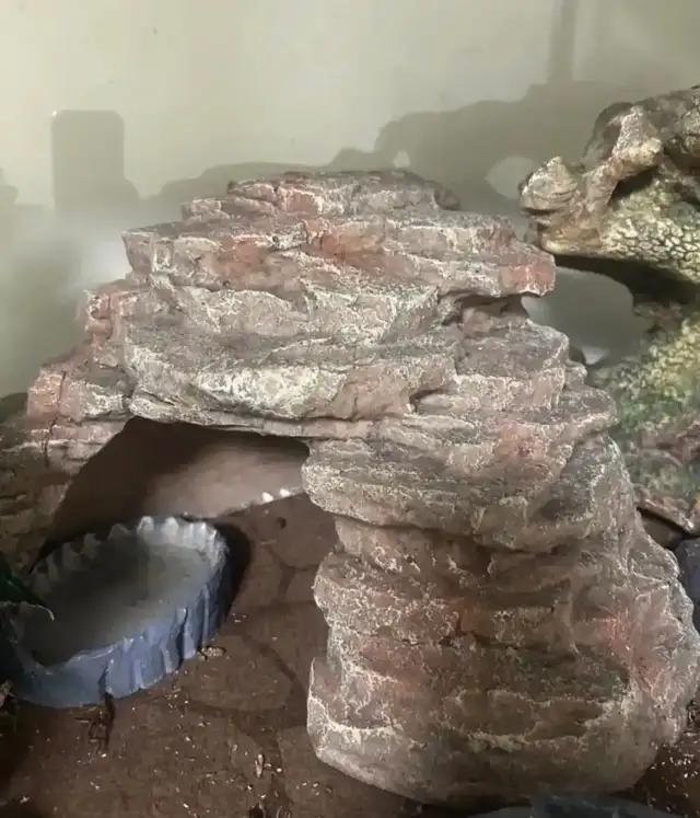 Leopard gecko - Photo 4