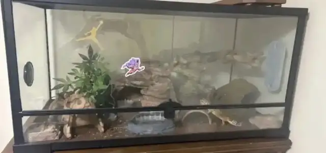 Leopard gecko - Photo 5