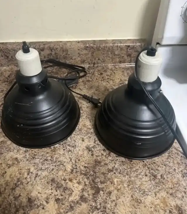 Leopard gecko - Photo 6