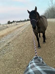 ISO- Registered quarter stud (stock type)