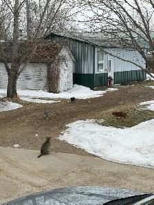 boarding kennel - Photo 2