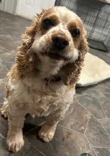 boarding kennel - Photo 3