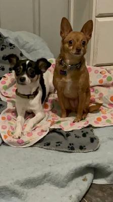 boarding kennel - Photo 4