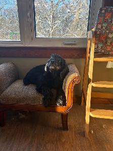 boarding kennel - Photo 5