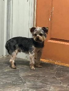 boarding kennel - Photo 6