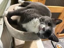 boarding kennel - Photo 7