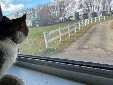 boarding kennel - Photo 8
