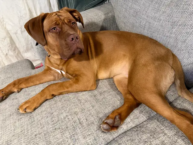 10 month old French mastiff mix