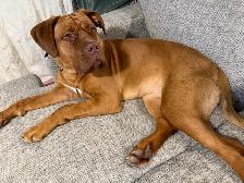 10 month old French mastiff mix