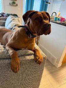 10 month old French mastiff mix - Photo 2
