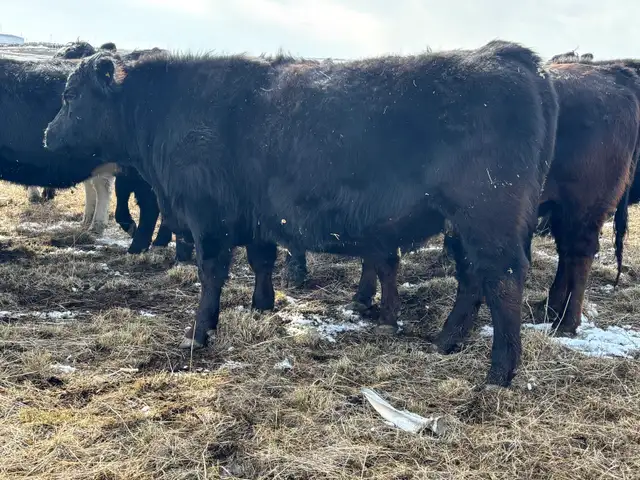 Bred heifers $8,000