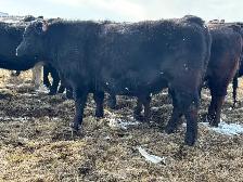 Bred heifers $8,000