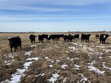 Bred heifers $8,000 - Photo 2