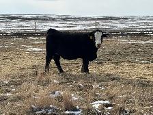 Bred heifers $8,000 - Photo 3