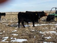 Bred heifers $8,000 - Photo 4