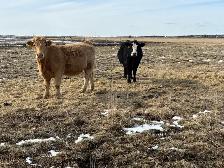 Bred heifers $8,000 - Photo 5