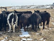 Bred heifers $8,000 - Photo 6