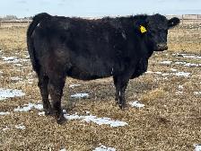 Bred heifers $8,000 - Photo 7