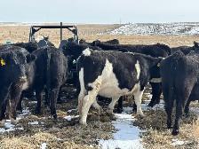 Bred heifers $8,000 - Photo 8