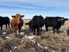 Bred heifers $8,000 - Photo 9