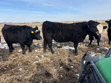 Bred heifers $8,000 - Photo 10