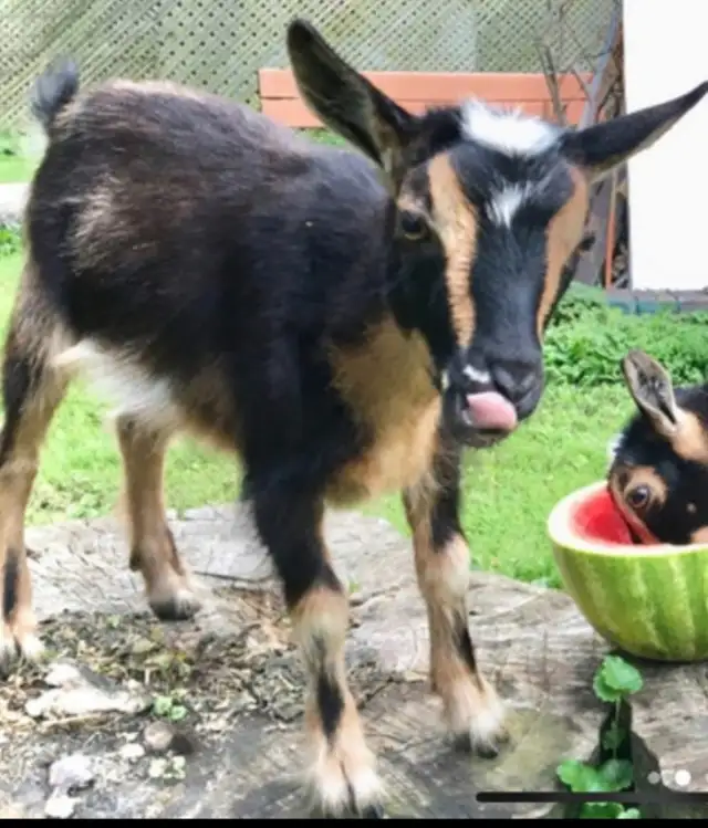 EASTER GOAT RENAL $480 - $750 GTA