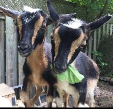 EASTER GOAT RENAL $480 - $750 GTA - Photo 2