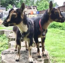 EASTER GOAT RENAL $480 - $750 GTA - Photo 3