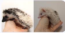 ♥♥Starbuck or Alabast Pinto Baby boy hedgehogs!