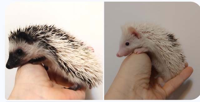 ♥♥Starbuck or Alabast Pinto Baby boy hedgehogs!!