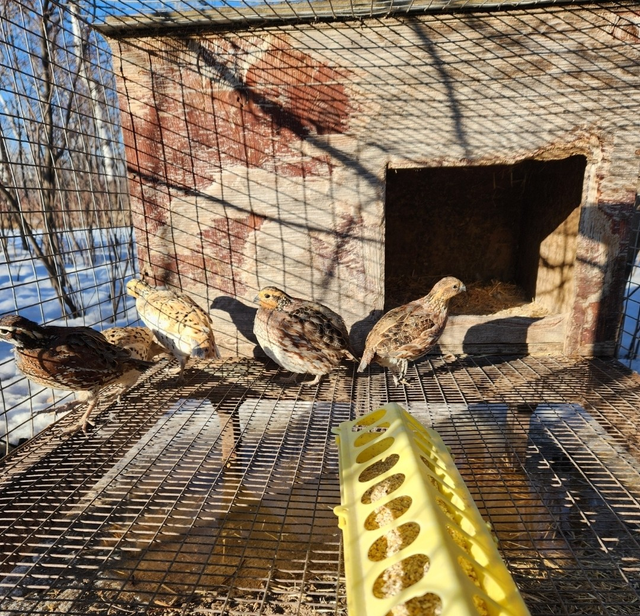 Bobwhite Quails for Sale