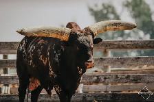 For Sale: Coming 3 Year Old Full Blood Watusi Bull