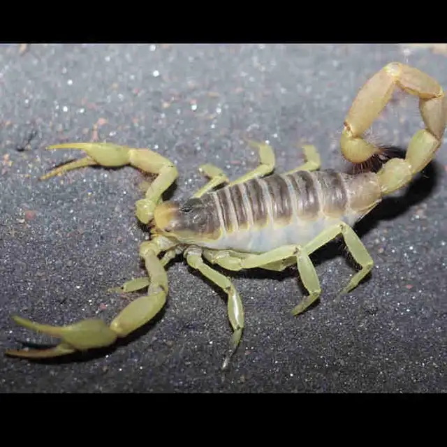 Arizona Giant Desert Hairy Scorpions!