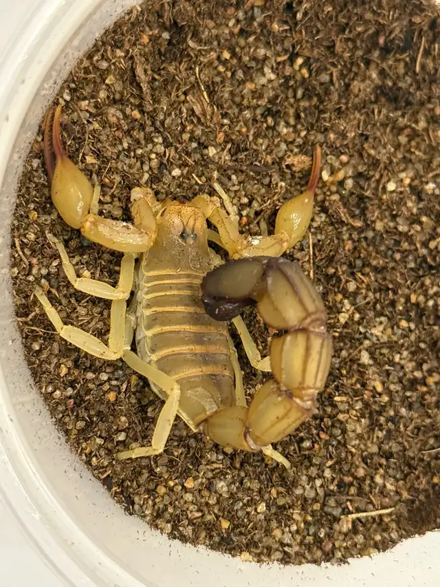 Yellow Fat-Tail Scorpions!